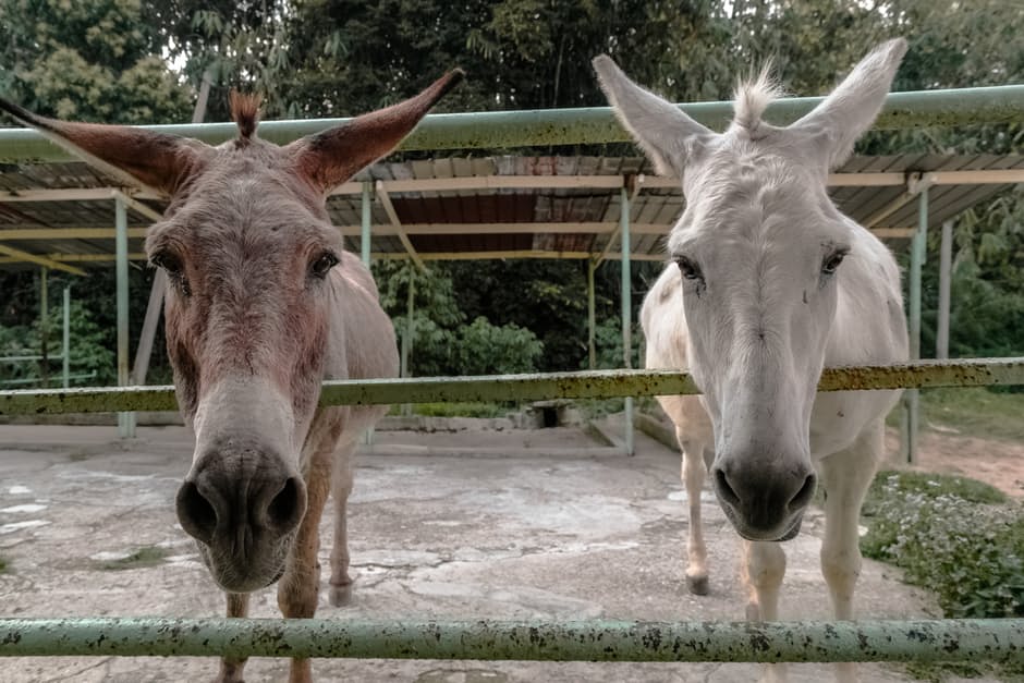 donkey