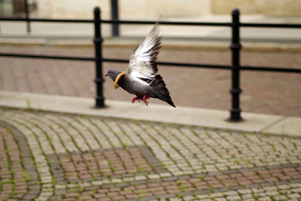 dove-1528782_960_720