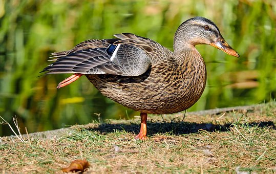 duck-1857386__340