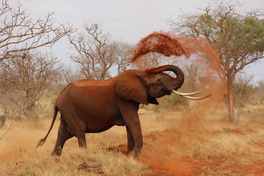 elephant-africa-african-elephant-kenya-70080