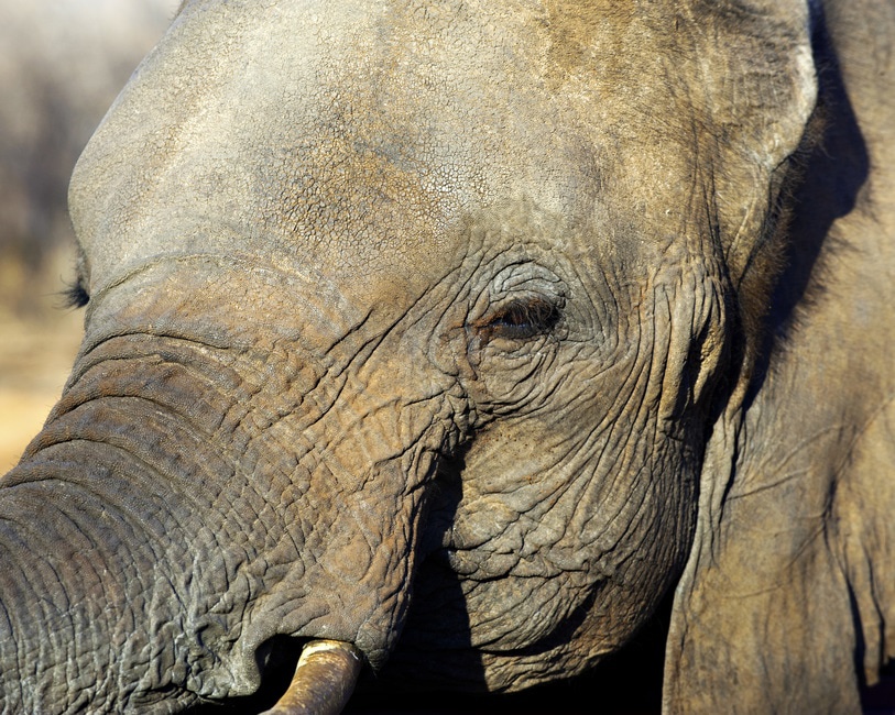 elephant-lazy-look