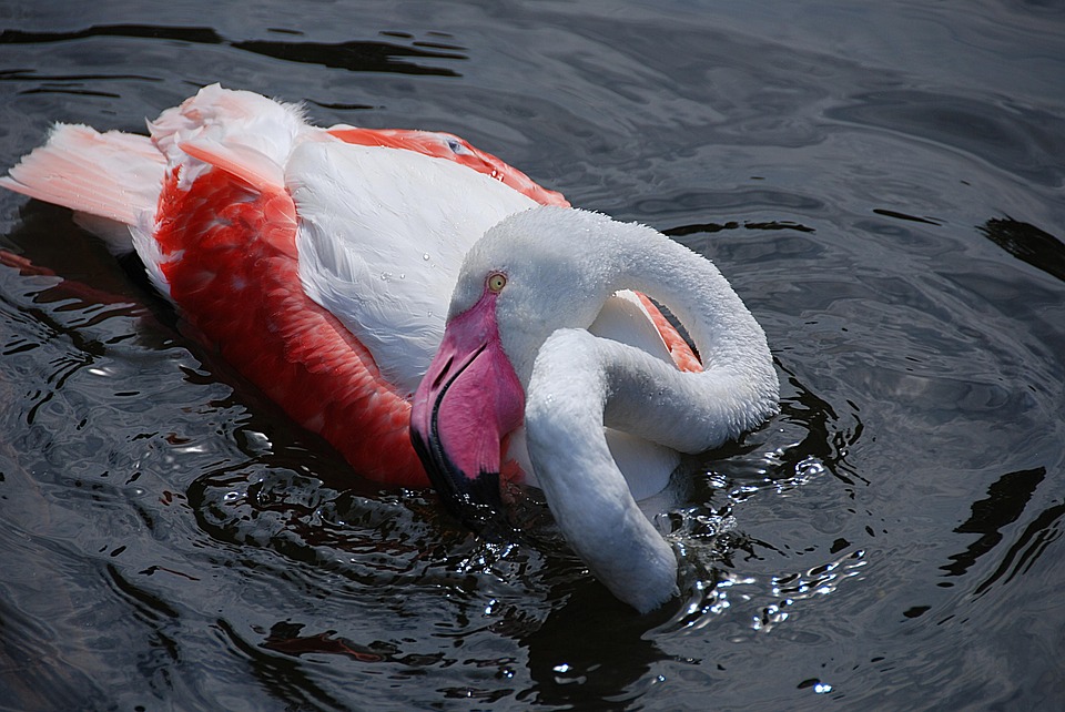 flamingo-1580118_960_720