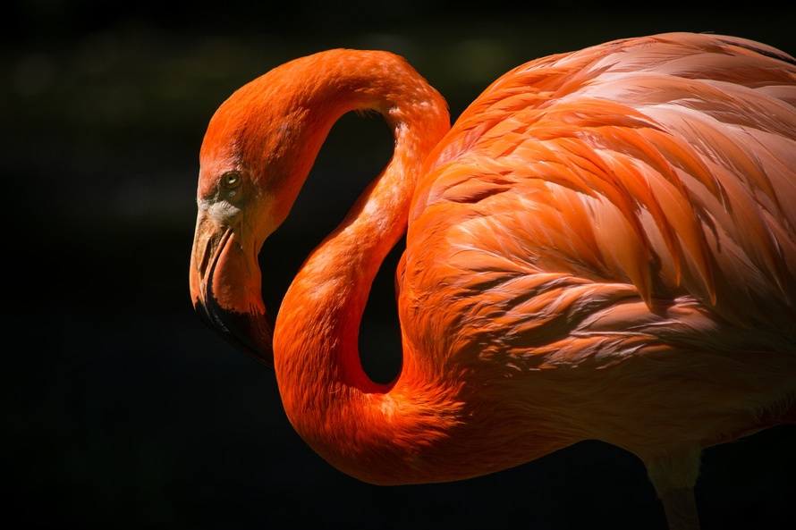 flamingo-large-image