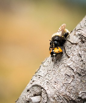 fly-1001375__340