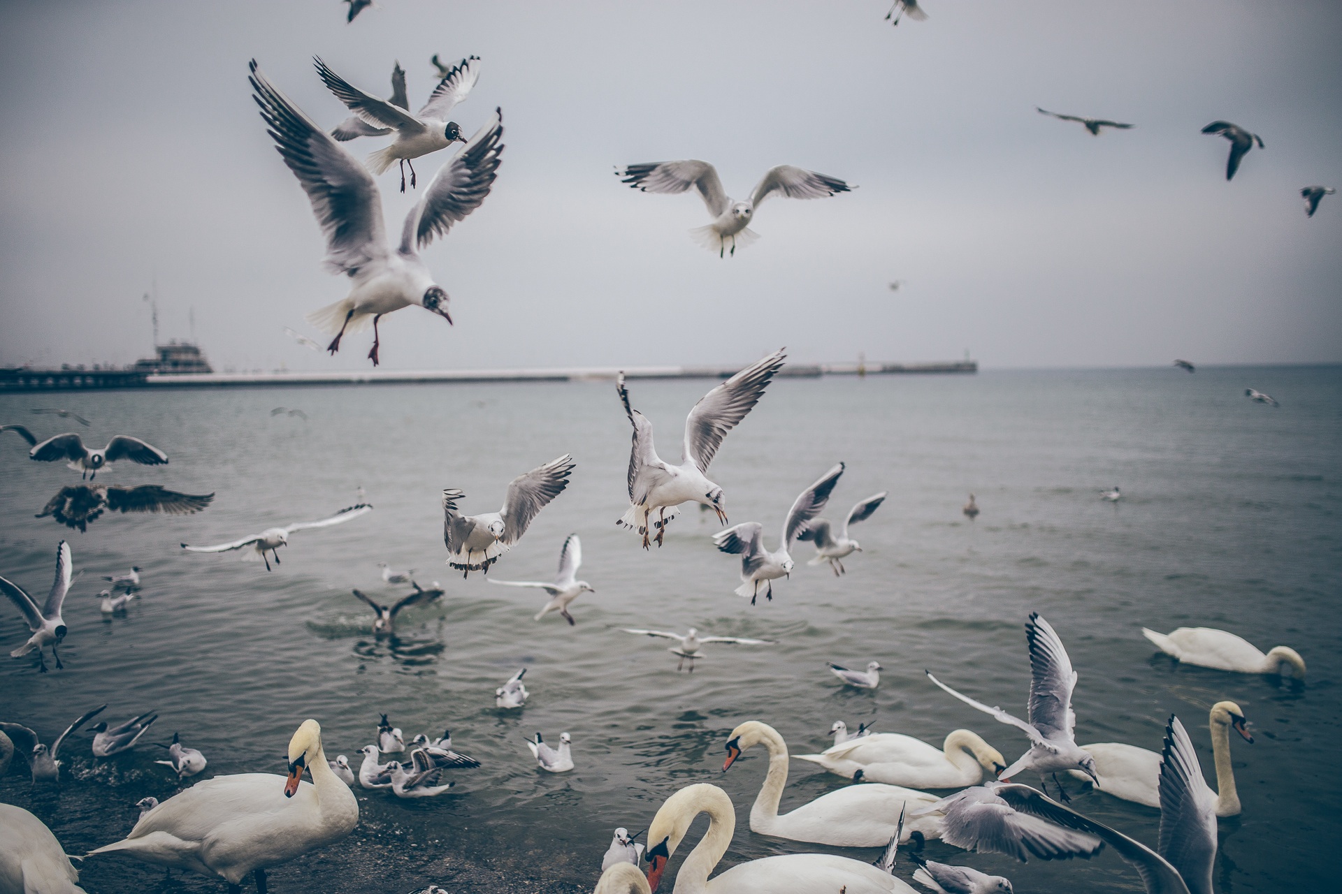 food-sea-flying-ocean
