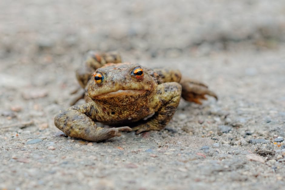 frog-animals-83330