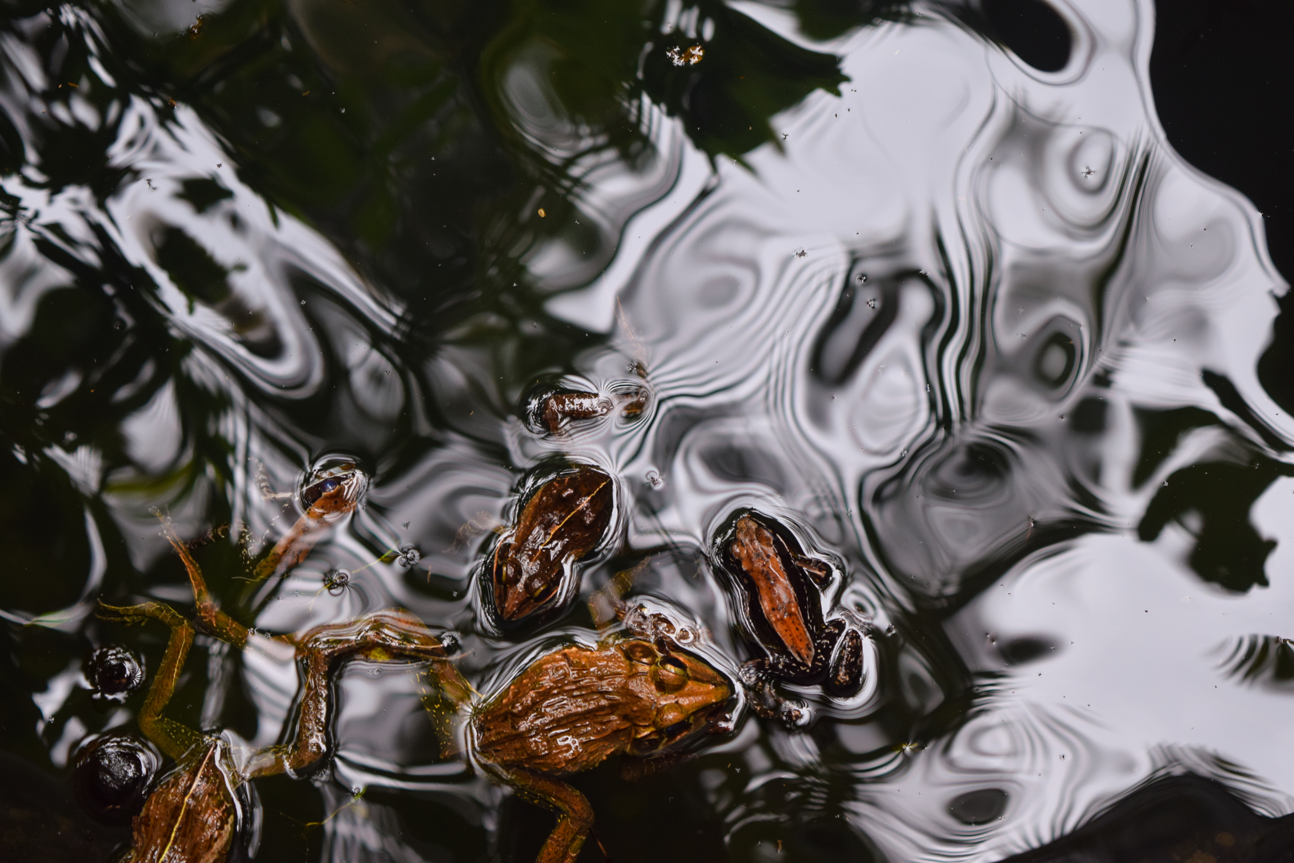 frogs-hd-photo