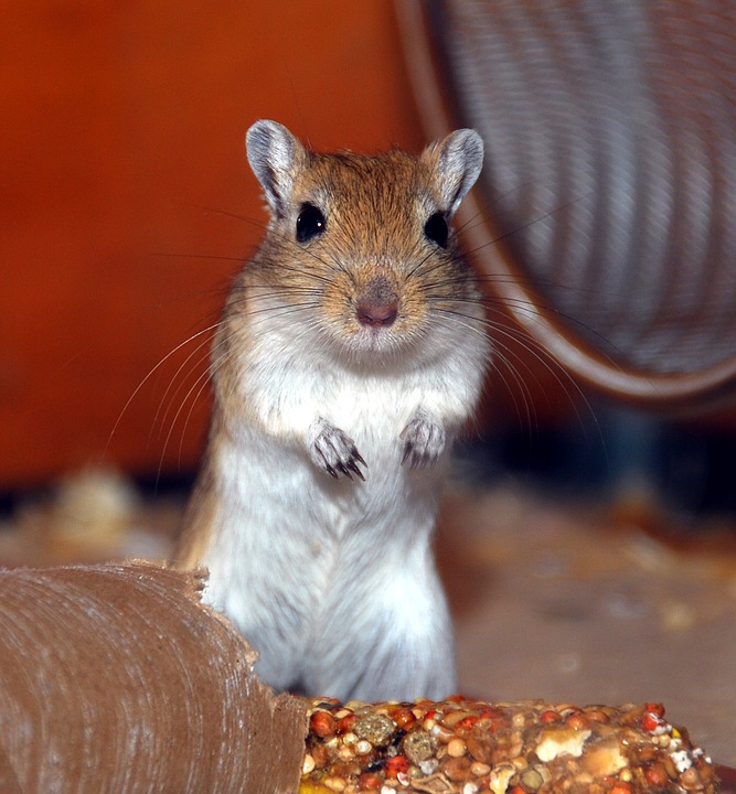 gerbil-1434511_960_720
