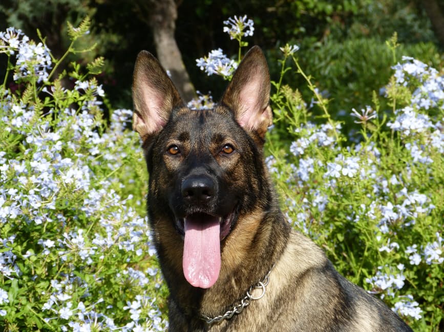 german-shepherd-dog-pet-happy-62295