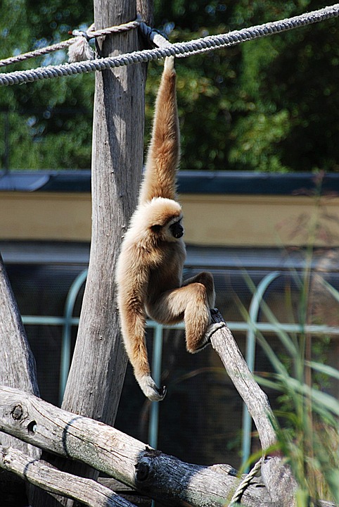 gibbon-1567625_960_720