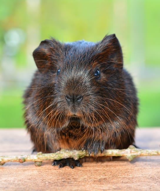 gold-agouti-guinea-pig-pet-nager-47355