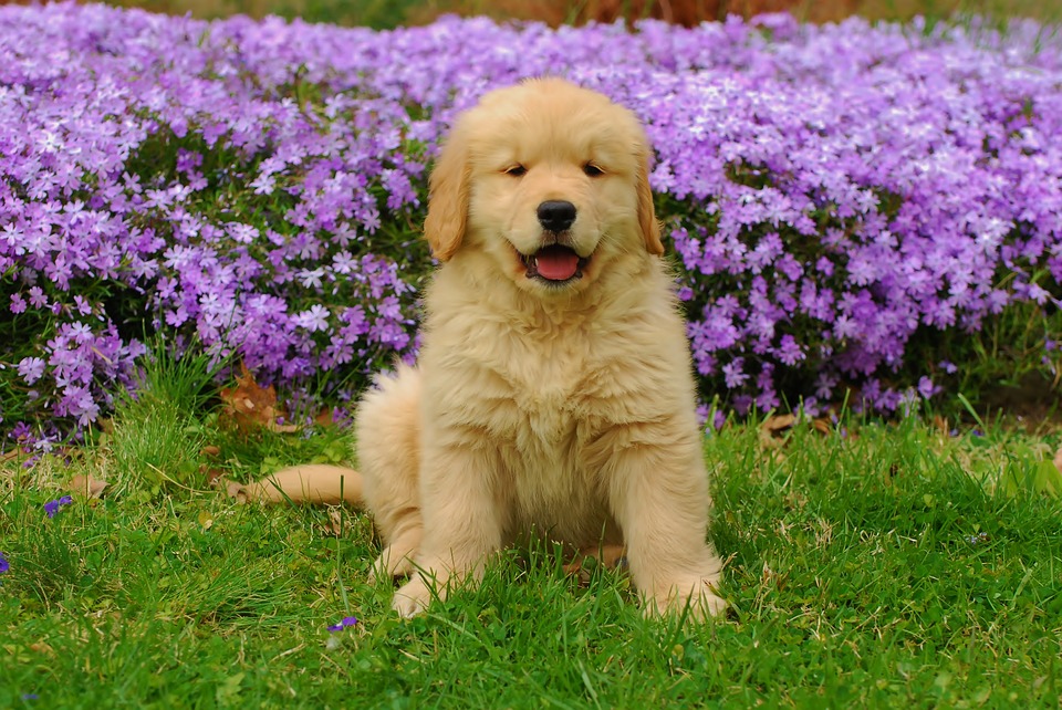 golden-retriever-1827903_960_720