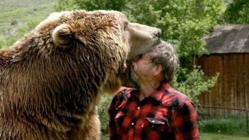 Grizzly Bear Vs Man
