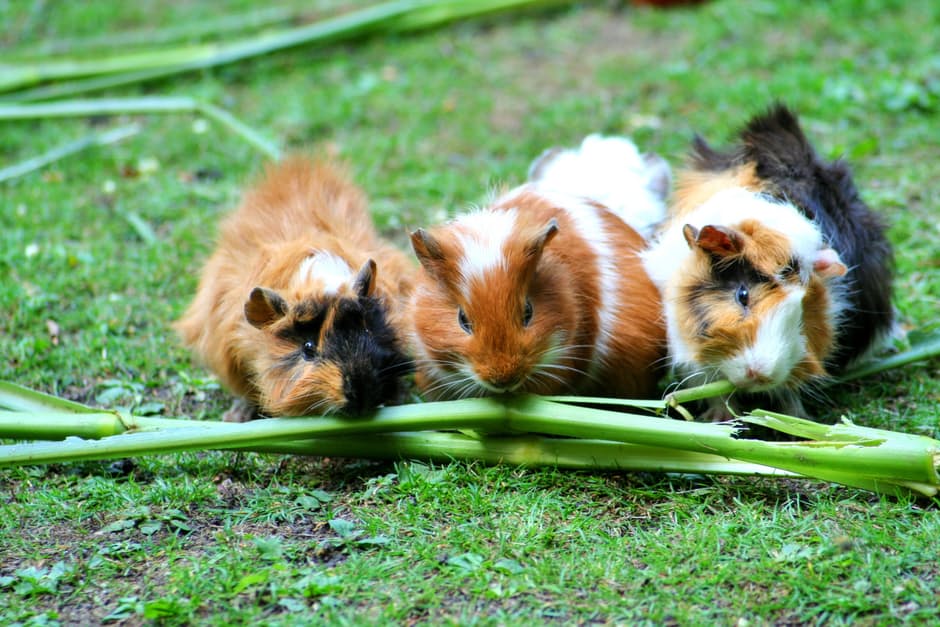 guinea-pig-sea-pig-house-cute-guinea-pig-house-63853