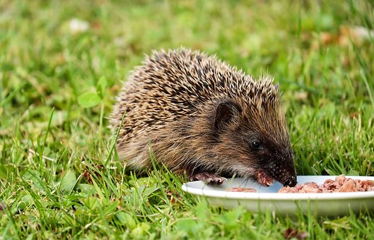 hedgehog-1581807__340