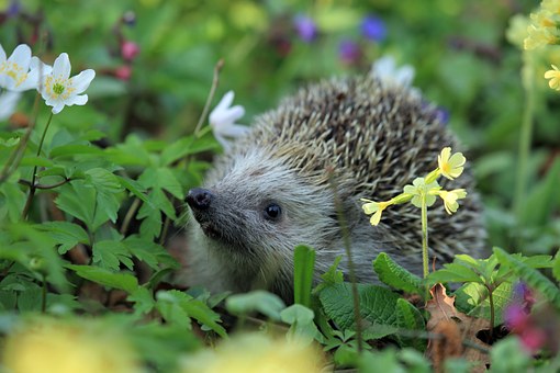 hedgehog-548335__340