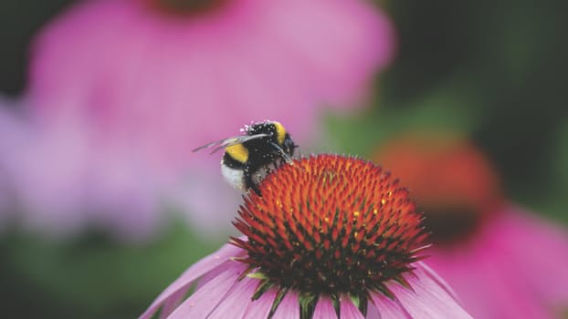 honey-bee-hd