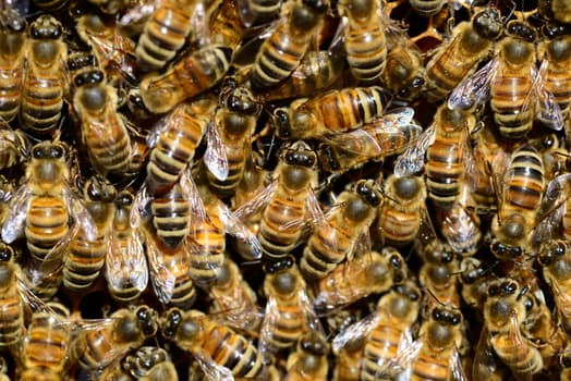 honey-bee-water-buckfast-59829