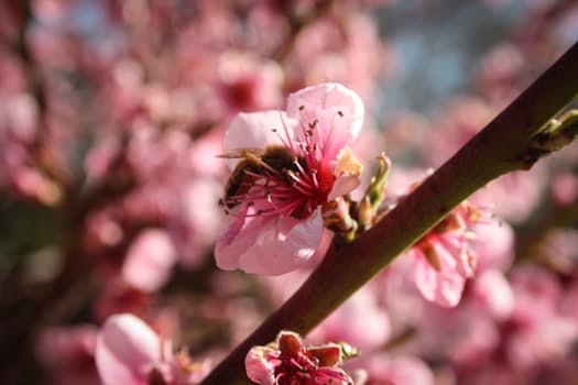 honey-bees