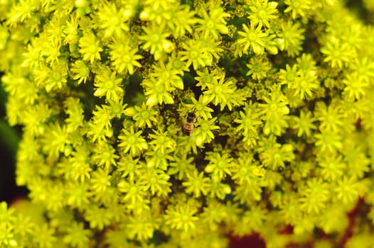 honey-making