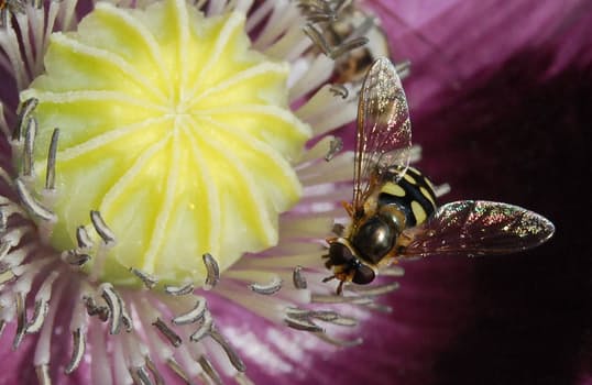 hoverfly-fly-insect-macro-56842