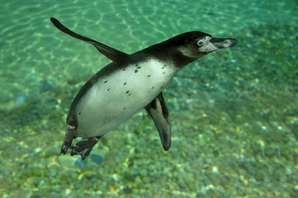 humboldt-penguin-1427228_960_720