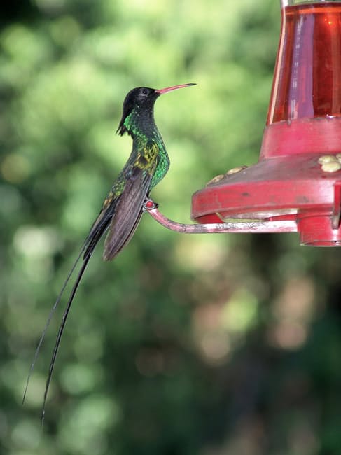 hummingbird-bird-nectar-bill