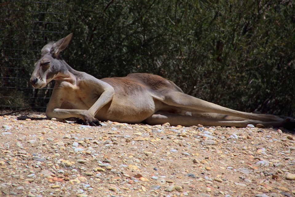 kangaroo-1006539_960_720