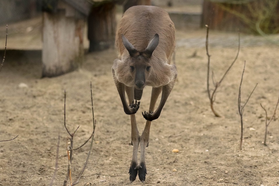 kangaroo-1277622_960_720