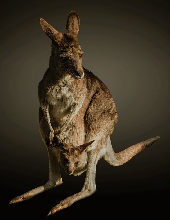 kangaroo-663272_960_720