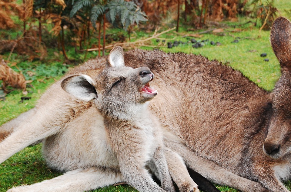 kangaroo-802459_960_720