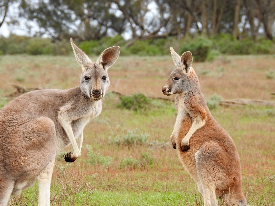 kangaroos-1563624_960_720