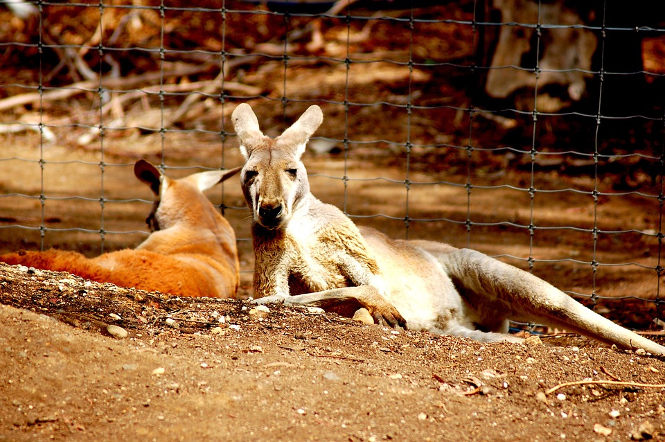 kangaroos-594340_960_720