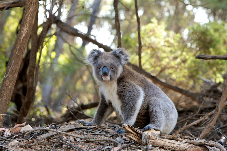 koala-amazing