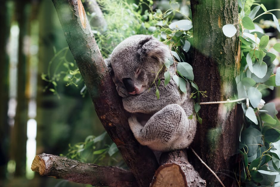 koala-animal