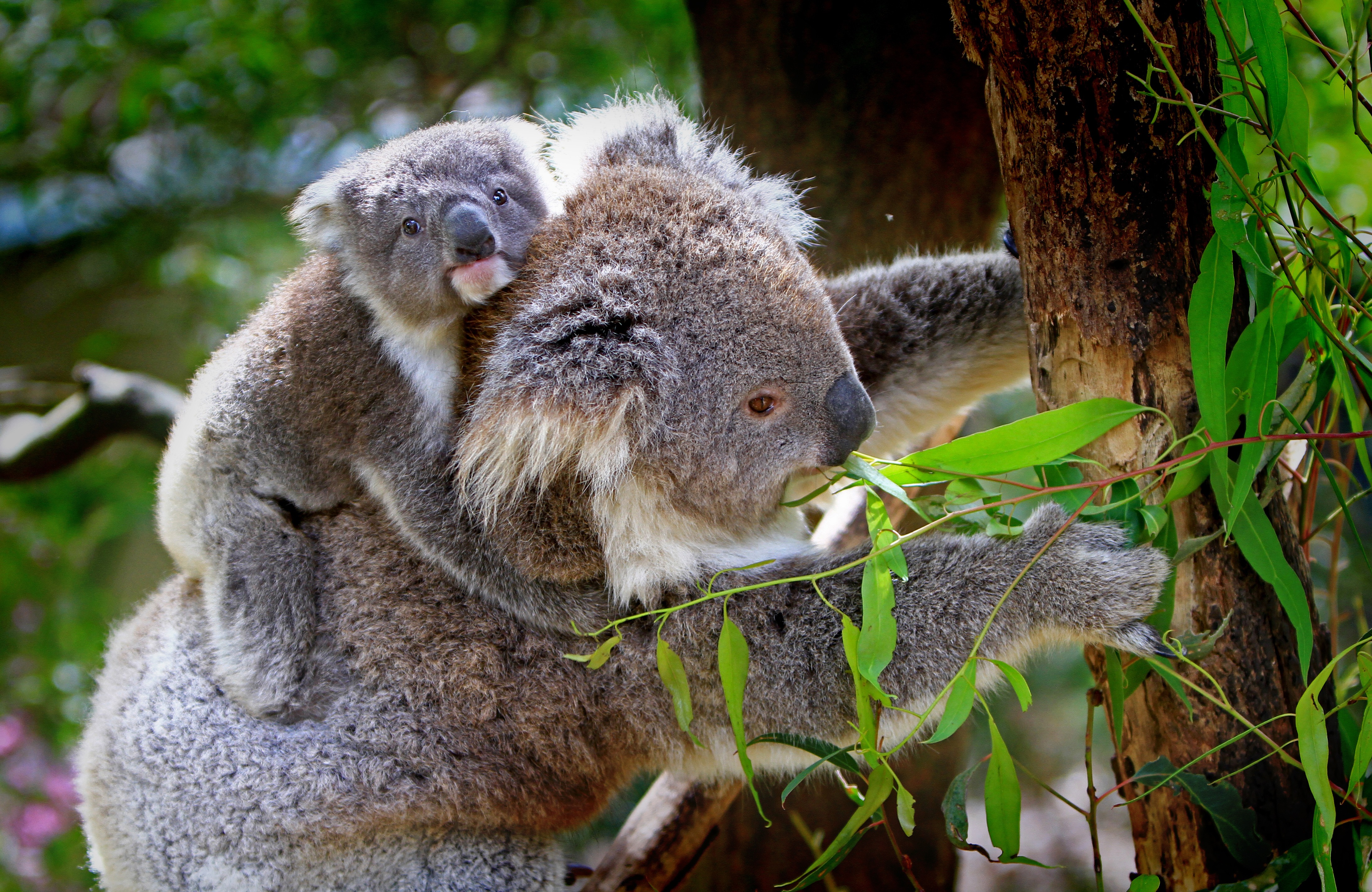 koala-animals-mammals-australian-85678