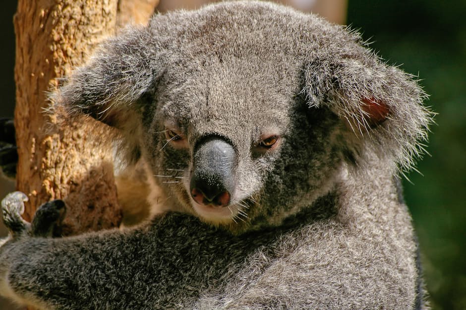 koala-bear-marsupial-grey-51197