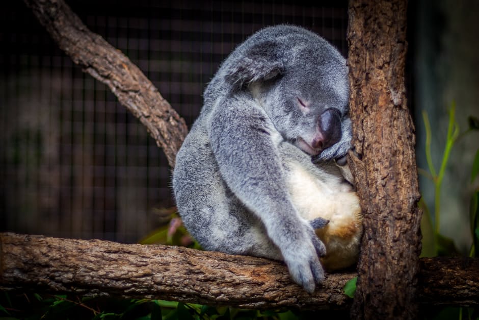 koala