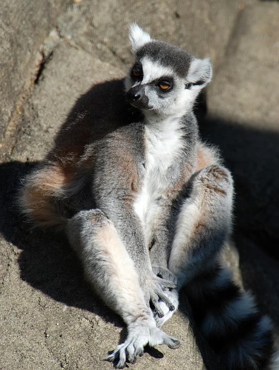 lemur-1434508_960_720