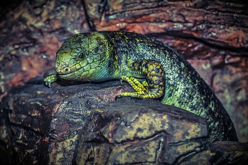 lizard-224857__340