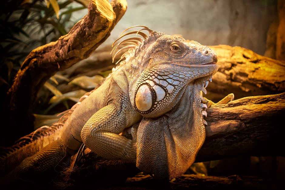 lizard-close-nature-reptile
