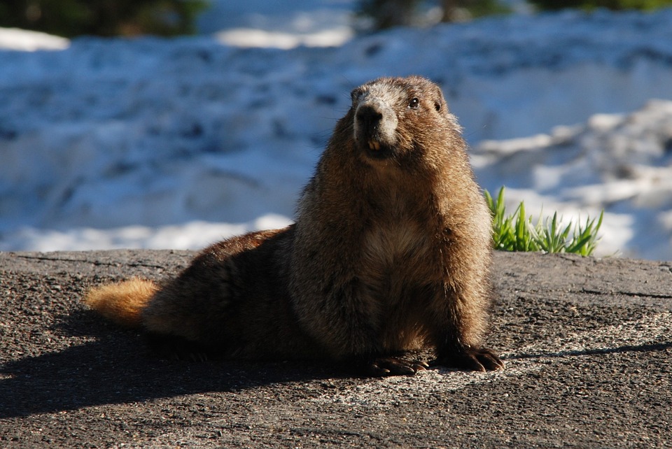 marmot-1574888_960_720
