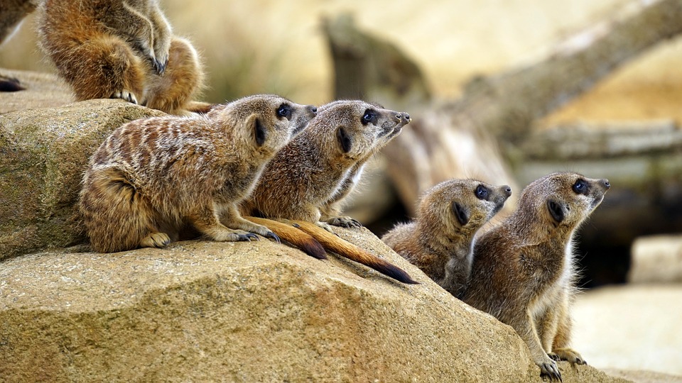 meerkat-1392862_960_720