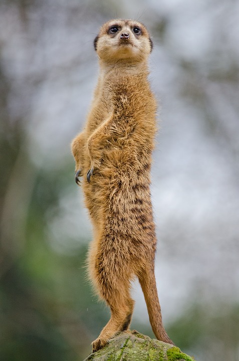 meerkat-1591320_960_720