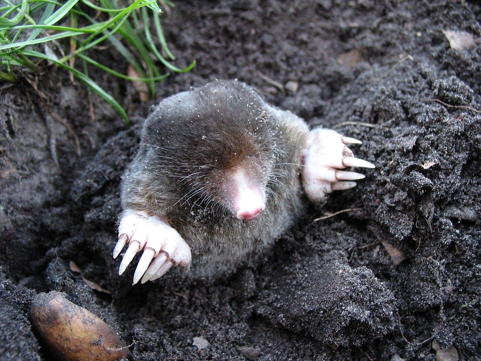 mole-13299_960_720