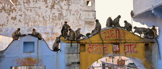 monkeys