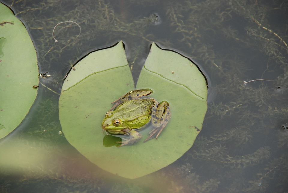 nature-1439956_960_720
