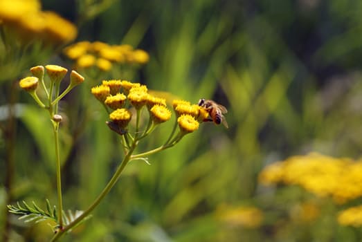 nature-flower-bee-insect