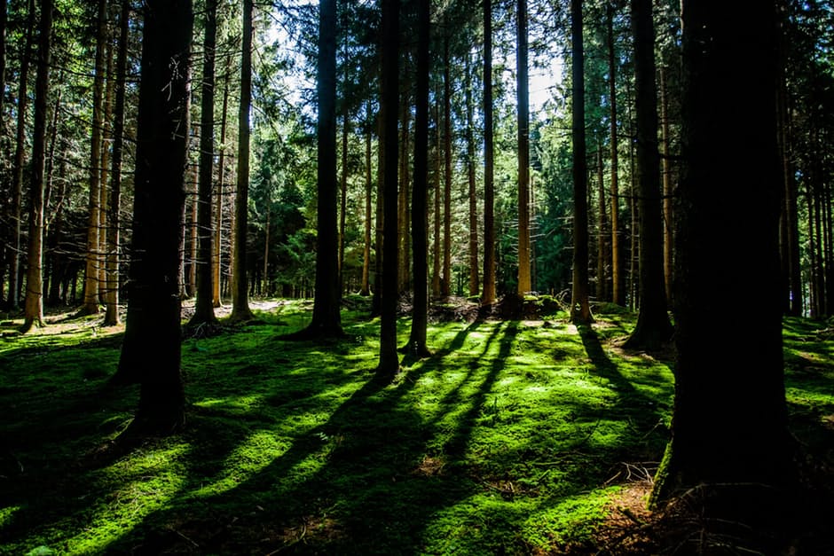 nature-forest-trees-environment