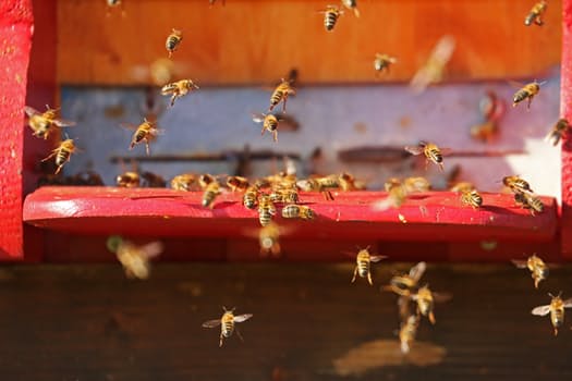 nature-insect-bee-hive-bees-40063